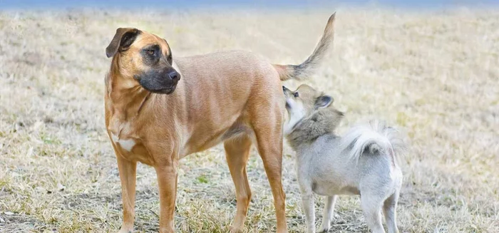 Onions cause anemia and lemon causes indigestion. What familiar things are detrimental to pets? - Pets, Food, Animal book, Yandex Zen, Longpost, 