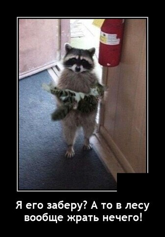 Raccoon and appetizer - Raccoon, cat, Picture with text, From the network, Demotivator, 