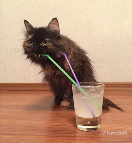 Только хозяевам не говорите!