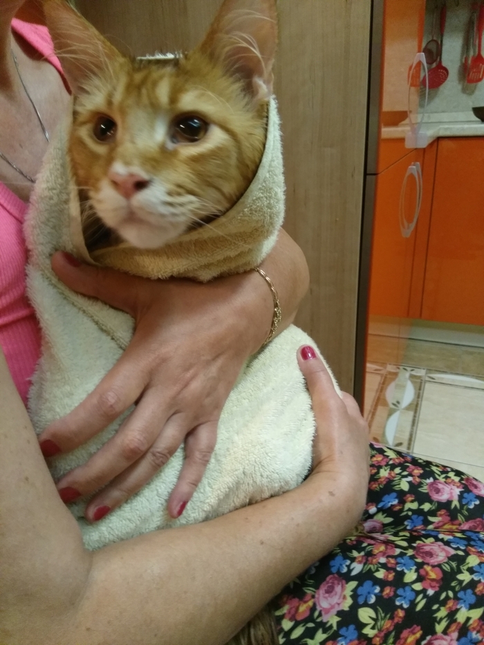 �������� ���