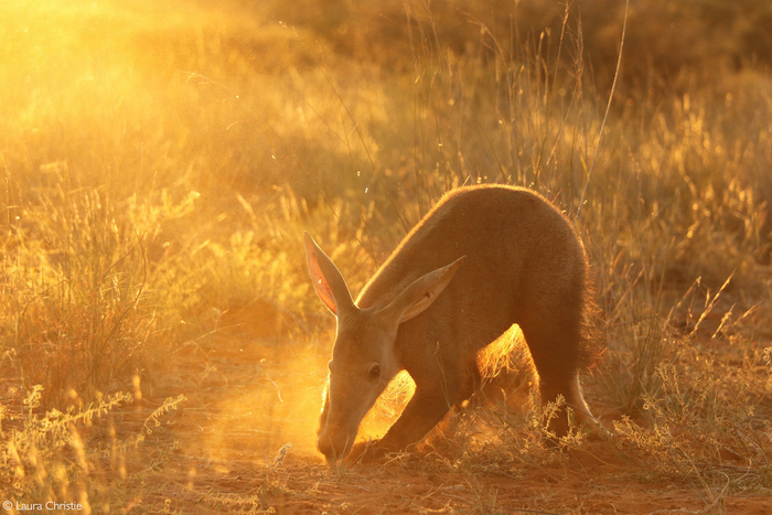Трубкозуб, добывающий пищу на закате