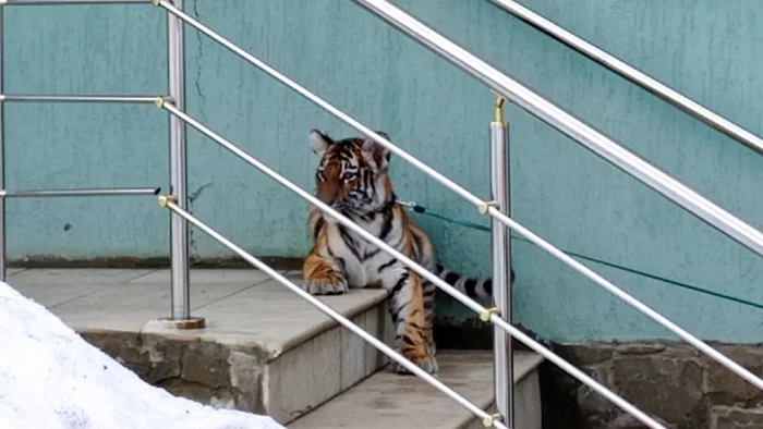 A resident of Saratov was fined for buying a tiger - Amur tiger, Tiger cubs, Saratov, Purchase, Fine, Disappearing, Big cats, Tiger, Cat family, Predatory animals, Wild animals, Red Book, Rare view, Administrative violation, Administrative responsibility, 