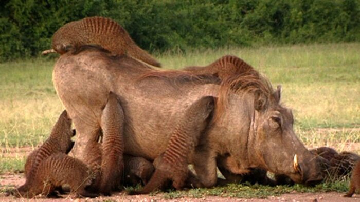 СИМБИОЗ БОРОДАВОЧНИКОВ И МАНГУСТОВ