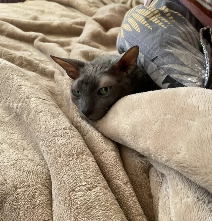 My Sweet and Tender Beast - My, cat, Pets, Cornish Rex, Longpost, 