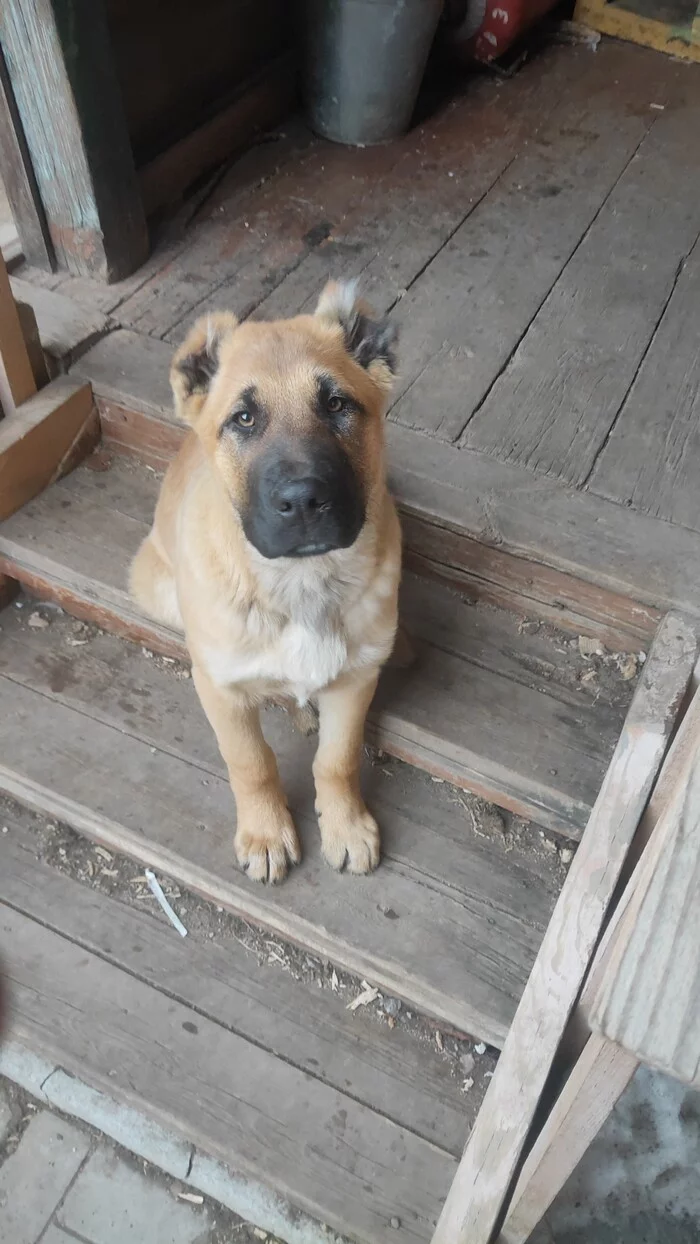 New pet - My, Puppies, Alabai, German Shepherd, Kennel, Apartment, Longpost, Dog, 