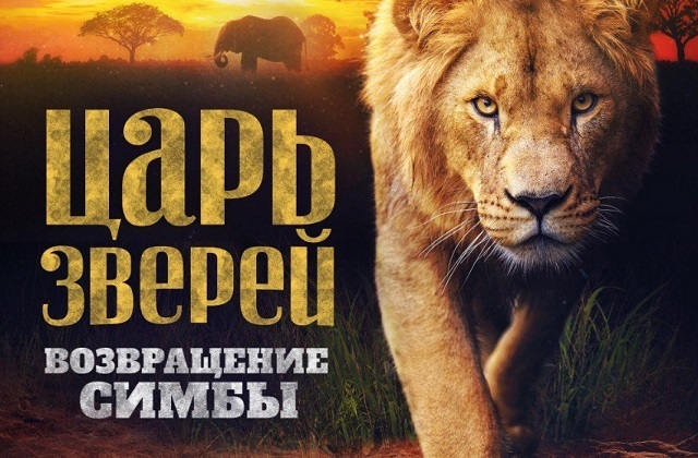 Состоялась премьера фильма «Царь зверей. Возвращение Симбы» - Львята, Большие кошки, Семейство кошачьих, Спасение животных, Хищные животные, Дикие животные, Документальный фильм, Интересное, Видео, YouTube, Длиннопост, 