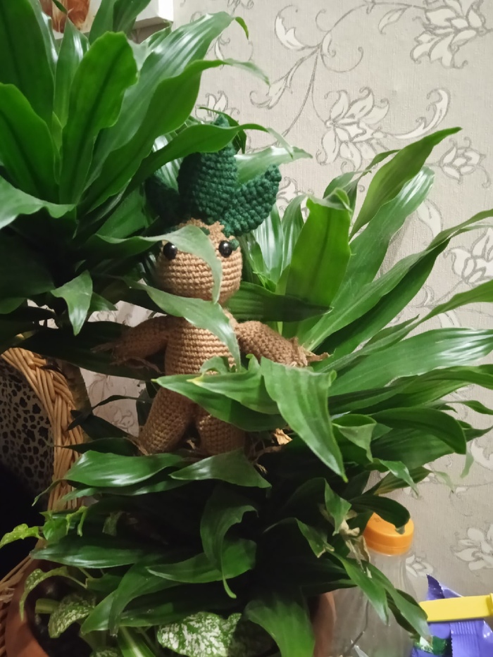 - кто ты из мира Гарри Поттера - я Мандрагора - почему? - меня пытаются вытащить из дома, я кричу