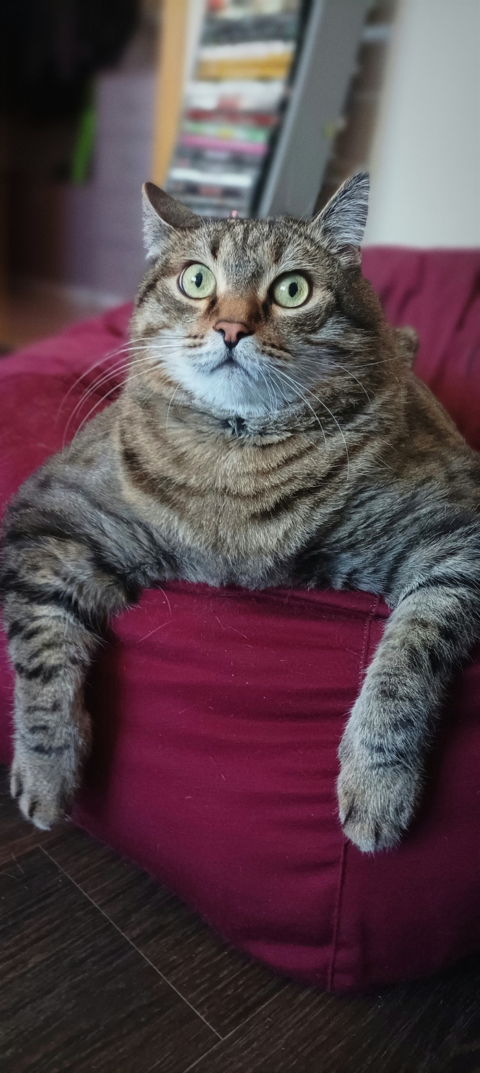 ��� ������