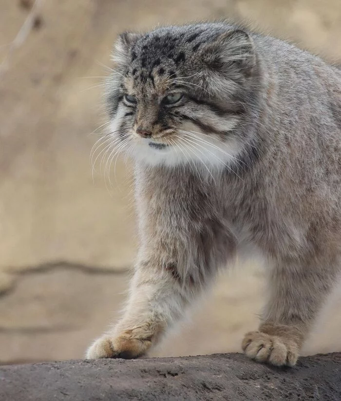 You definitely want to pet me! - Pallas' cat, Small cats, Cat family, Fluffy, Pet the cat, Predatory animals, Wild animals, Yokohama, Japan, Zoo, Rare view, Red Book, Positive, 