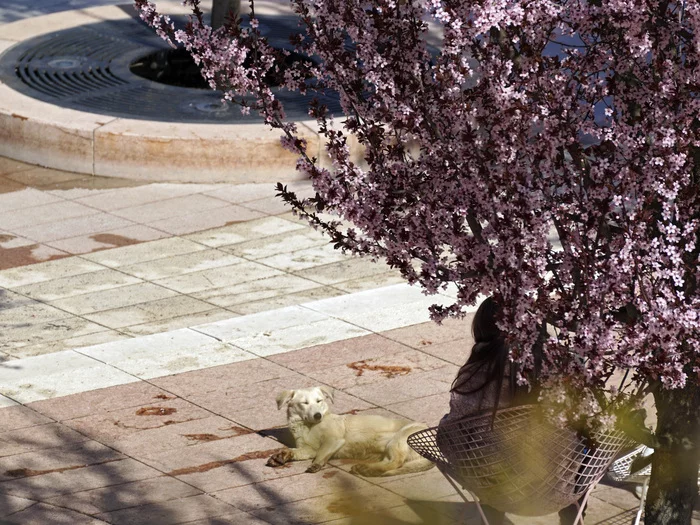 Decorative plum Nigra in Krasnodar Park - My, Krasnodar Park, Galitsky Park, Krasnodar, Краснодарский Край, Plum, Bloom, The photo, Longpost, 