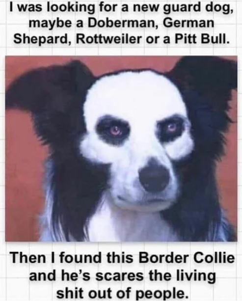 Death-metal gav - Dog, Border Collie, Translation, 9GAG, Repeat, 