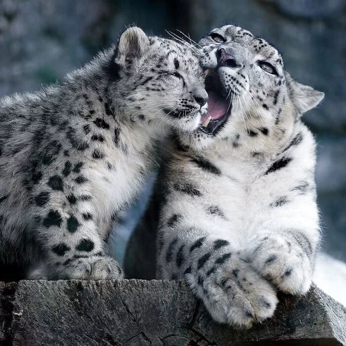 Kusy or not kus? - Snow Leopard, Big cats, Cat family, Wild animals, Predatory animals, Fluffy, Positive, Rare view, Barsik, Kus, 