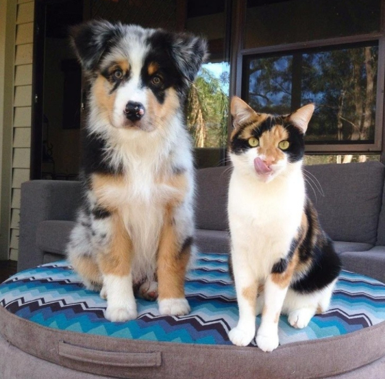 Twins - The photo, Mood, Good mood, Pets, Humor, cat, Dog, , Tricolor cat