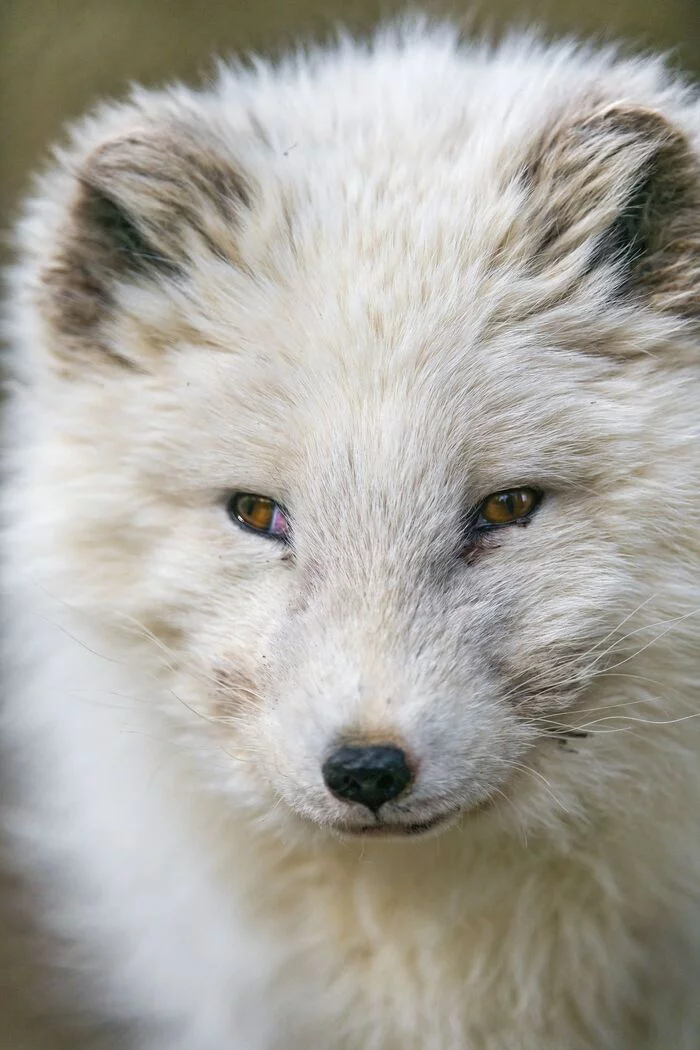 Arctic foxes - Arctic fox, Canines, Predatory animals, Wild animals, Zoo, The photo, Longpost, 