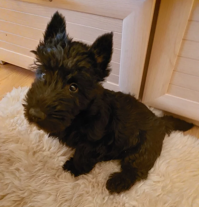 Biting Demon - My, Milota, Scotch Terrier, Fluffy, Kus, Dog, , Puppies