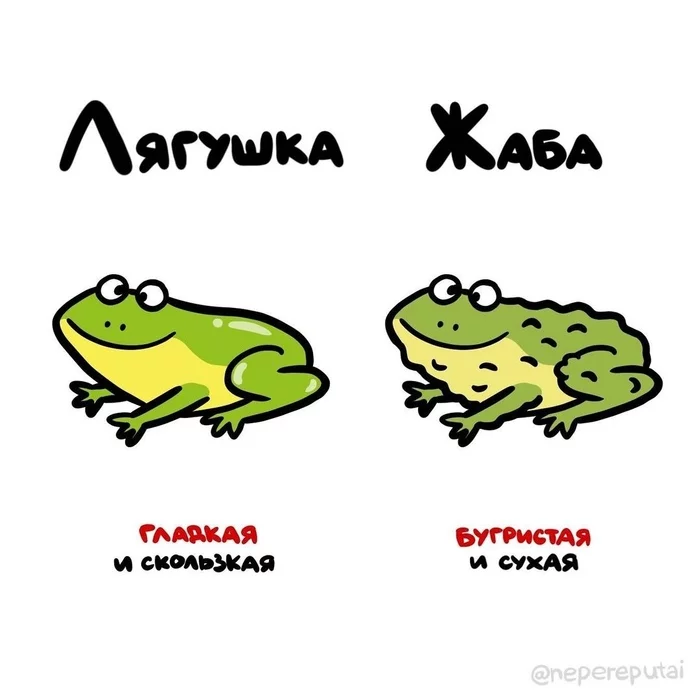 Make no mistake anymore - Frogs, Toad, Amphibians, , Nepereputai