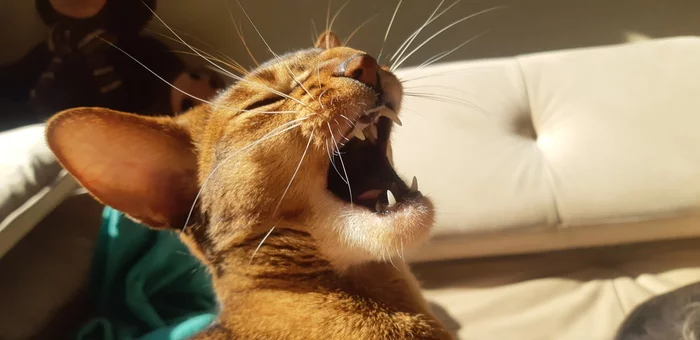 Ornul - cat, Abyssinian cat, 