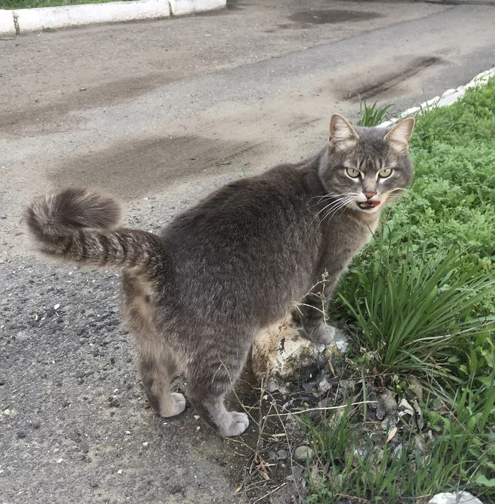 Fluffy Colleague - My, cat, Fluffy, 