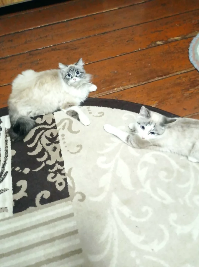 Brother and sister - My, Kitty Kitty, Meowth, cat, 