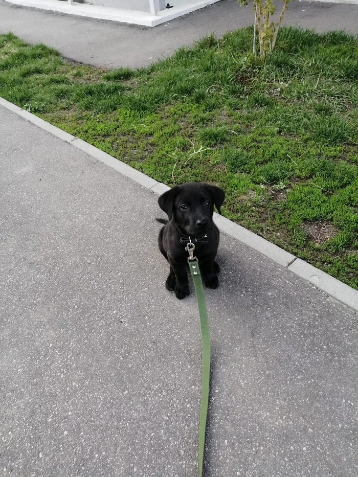 Response to the post Did not post a dog is not a pickabushnik - My, Dog, Labrador, Longpost, Reply to post, Pets, A wave of posts