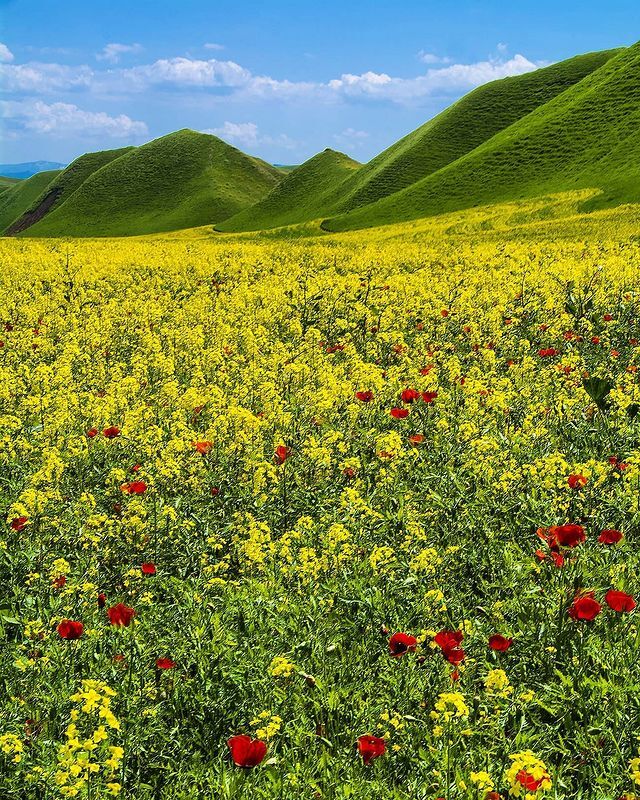 Golestan, Iran - Iran, Nature, beauty of nature, wildlife, The photo, beauty, Flowers