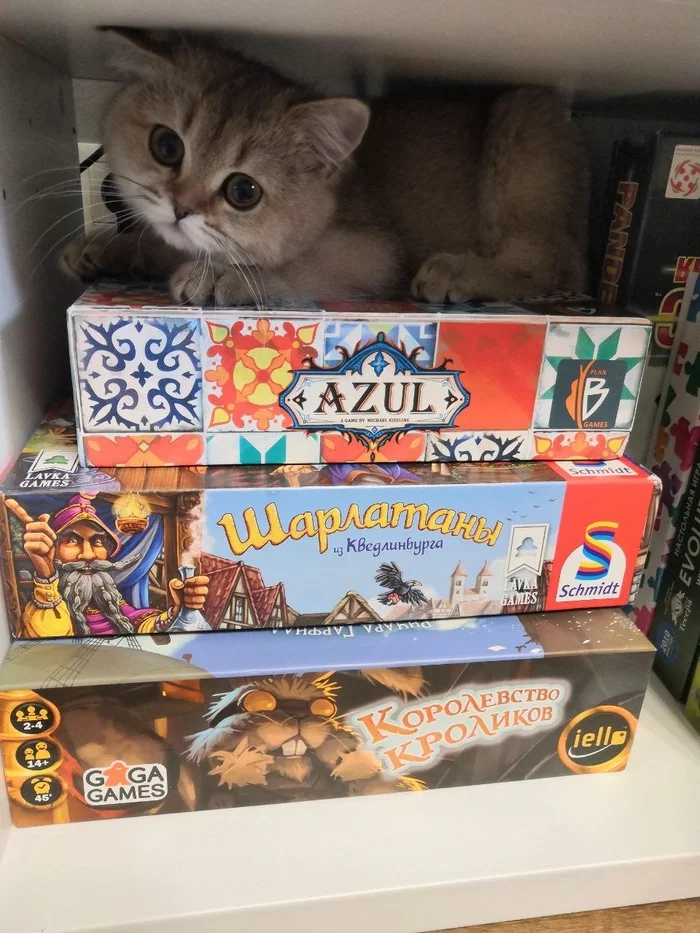 Tabletops - My, cat, Milota, British Golden Chinchilla, Paws, Board games