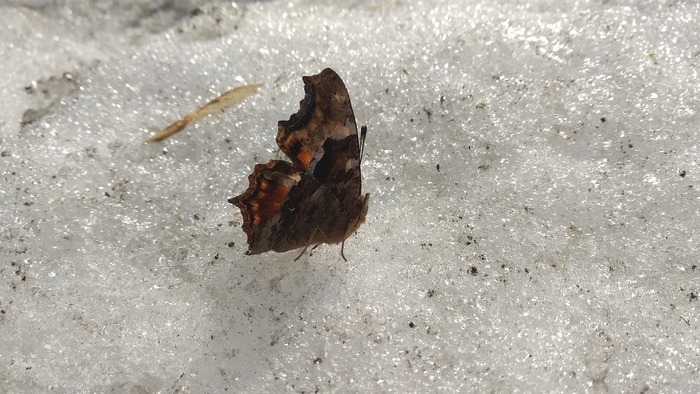 ����. ����. �������