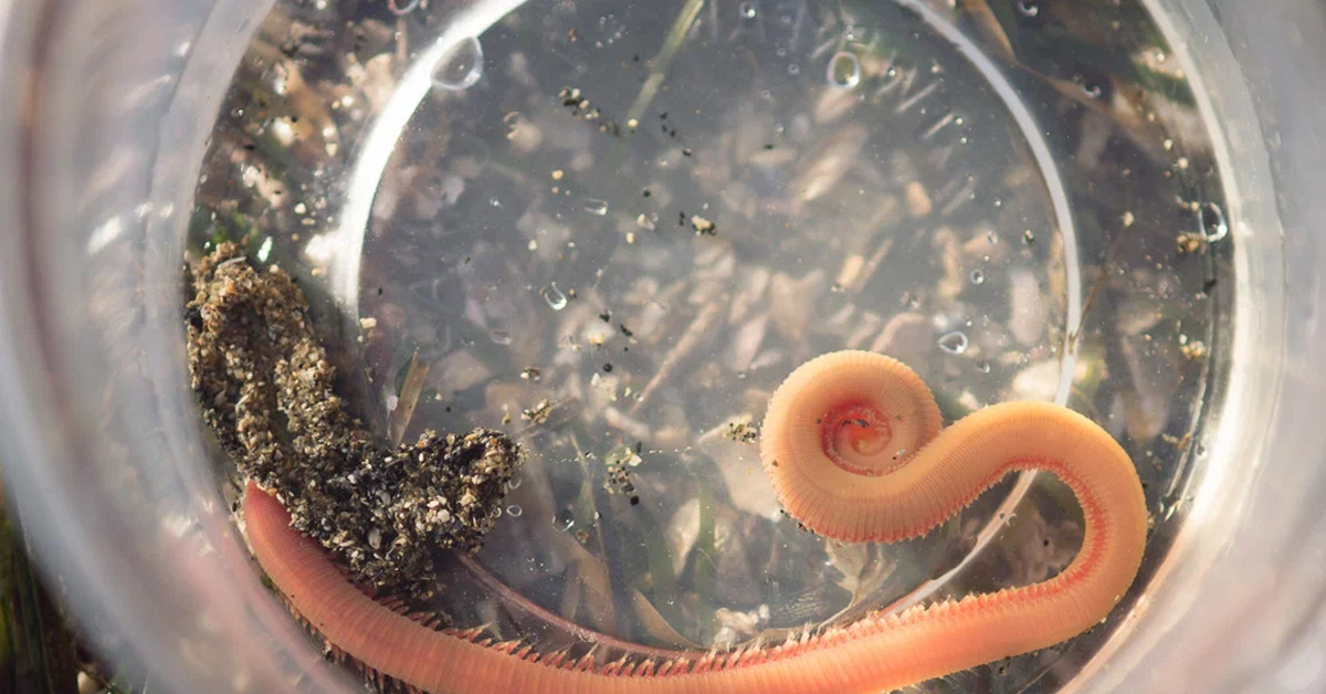 Большие червяки ядовитые. Глицера ядовитый червь. Гигантский африканский кивсяк. Червяк многоножка кивсяк. Металлический червь.