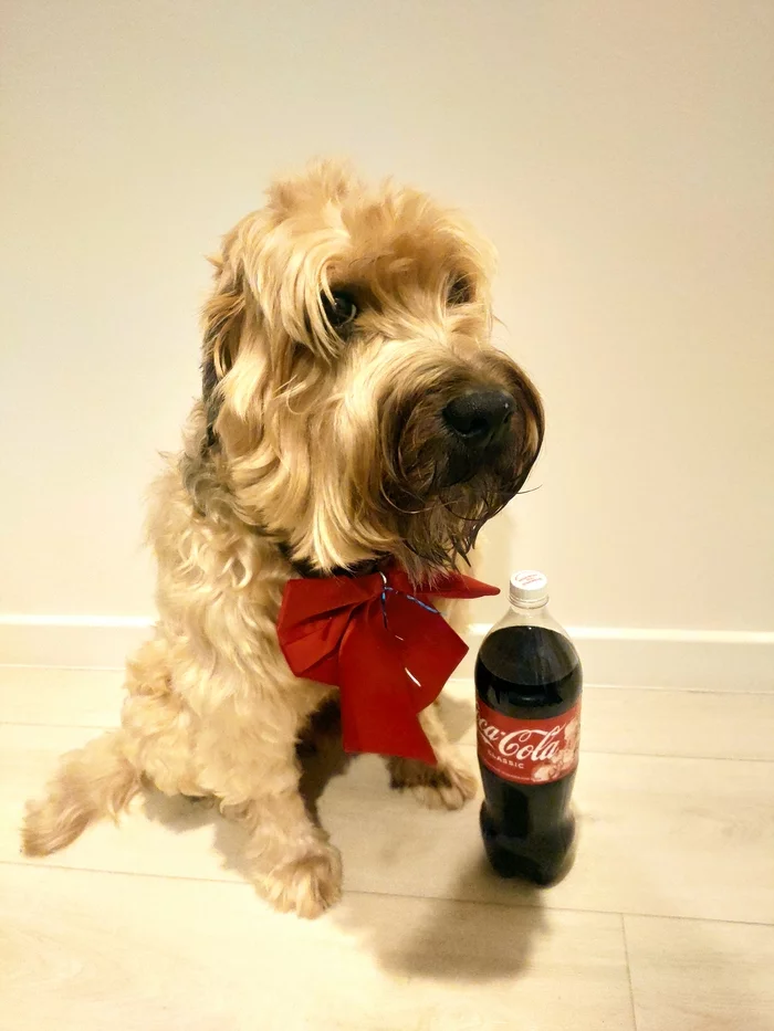 Response to the post Did not post a dog - not a pickabushnik - My, Dog, Pets, Sweet, Sweet couple, Coca-Cola, Irish Terrier, Cats and dogs together, cat, Kittens, Reply to post, Longpost, 