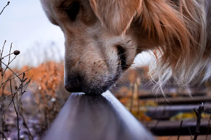 Dog is the best model - My, The photo, Kazakhstan, Photographer, Golden retriever, Dog