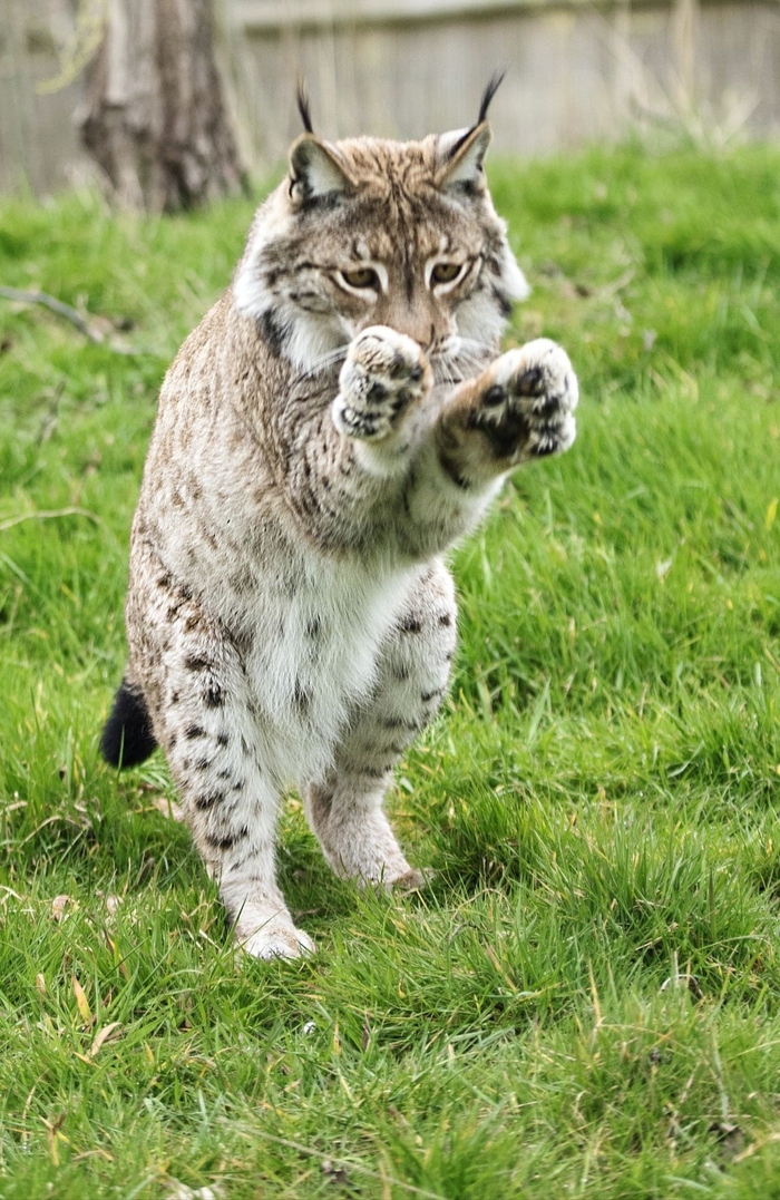 Мне бы мяса немножечко. Самую крошечку