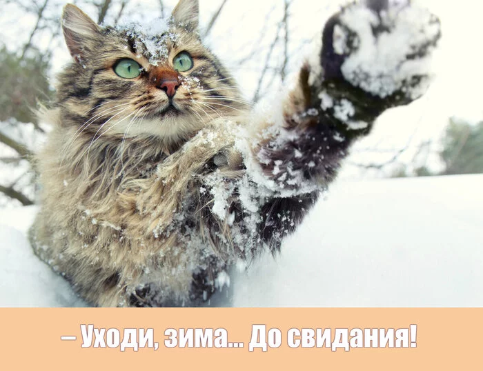Первая декада апреля... - Моё, Жизнь, Весна, Погода, Кот, Прогулка, Снег, Холод, Настроение, Греться, Картинка с текстом, Длиннопост