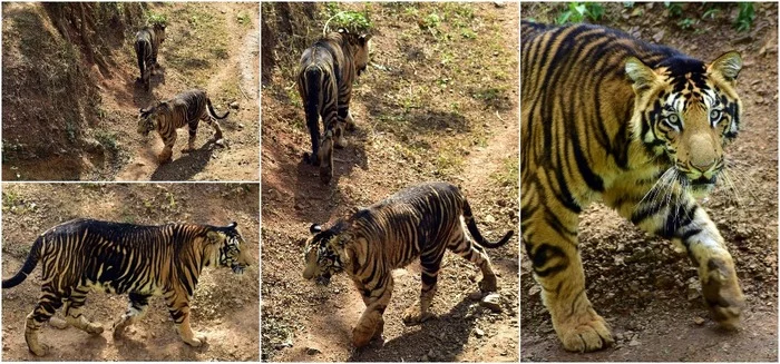 Extremely rare black tigers were captured on camera in India - Tiger, Animals, Wild animals, Red Book, Rare view, National park, India, Longpost, Big cats, Predatory animals, Cat family, Melanism