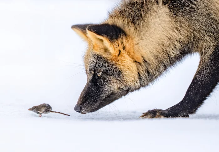 Far away? ^.^ - The photo, Animals, Fox, Mouse