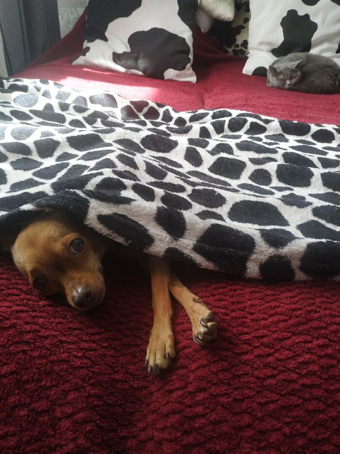 Тоже поделюсь пёсей. Гулять не пускают(