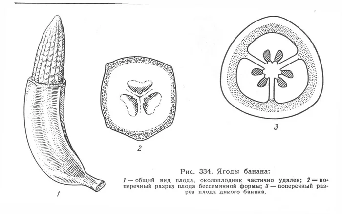 Banana, what kind of fruit are you really? - My, Plants, Botany, Biology