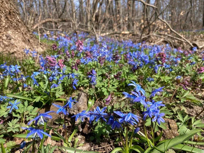 Friday walk through the spring forest - My, Proleski, Flowers, Spring, Forest, Walk in the woods, Primroses, Longpost