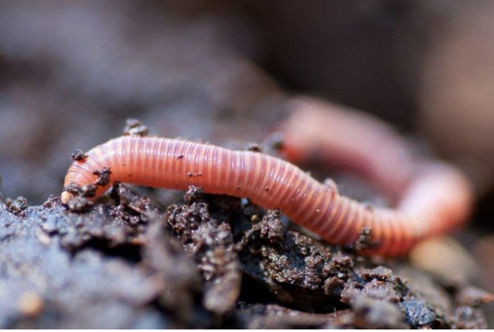 Оказалось, что дождевые черви любят есть пластик