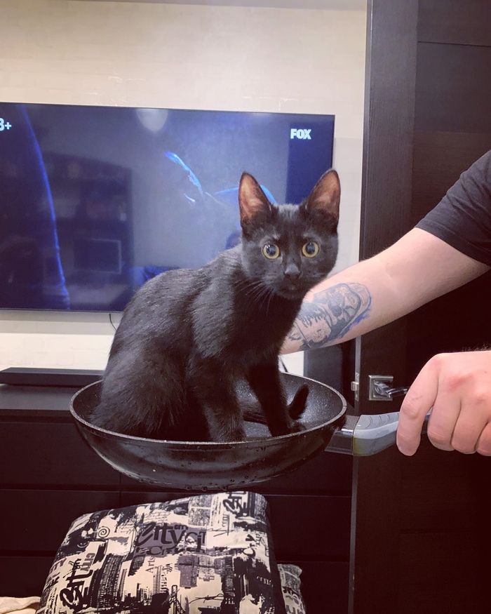 Ответ на пост «Не пикабнул кота не показушник»