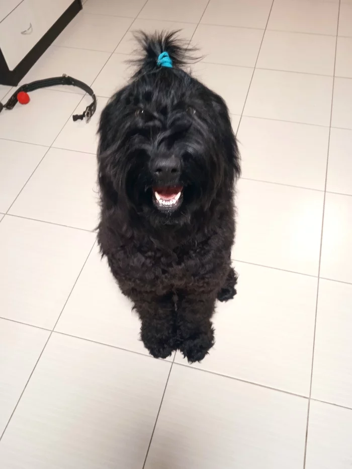 Response to the post Did not post a dog - not a pickabushnik - My, Dog, Pets, Russian Black Terrier, Video, Vertical video, Reply to post, Longpost