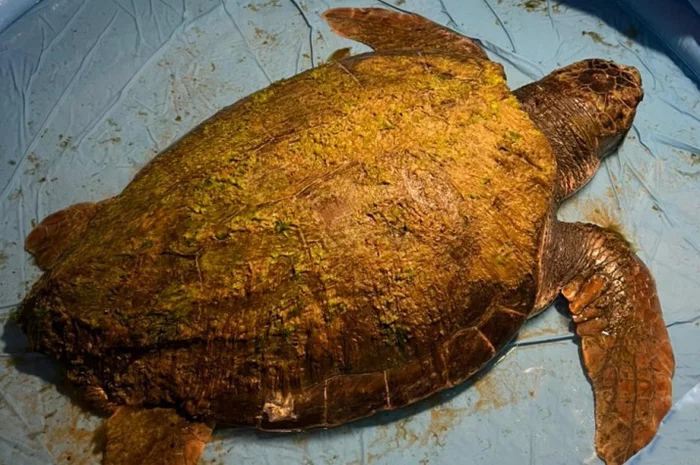 Response to the post A huge turtle was saved in Anapa - Wild animals, Animal Rescue, Rare view, Red Book, Incident, Turtle, Sea turtles, Anapa, Dzhemete, Black Sea, Reptiles, Краснодарский Край, Vet, Reply to post, Longpost