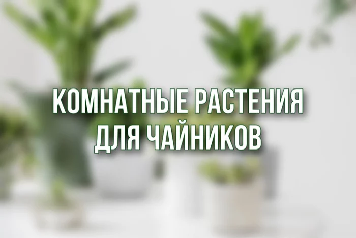 Комнатные растения для чайников - Комнатные растения, Растения, Совет, Растениеводство, Дом, Длиннопост