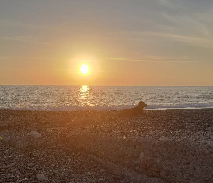 All dogs - My, Dog, Sea, Beach, Sunset