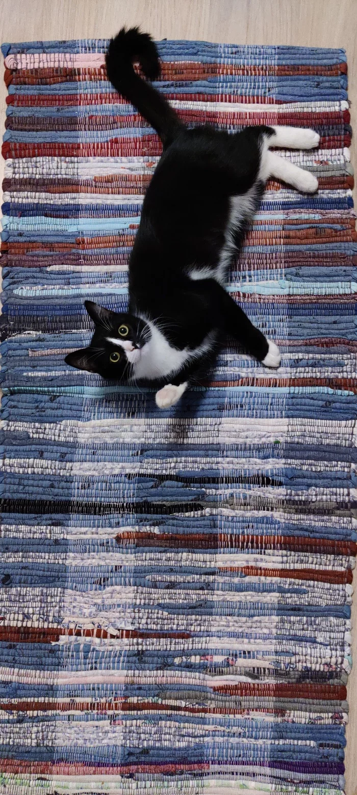 On the rug - cat, Friend, Black and white, Tail, Longpost