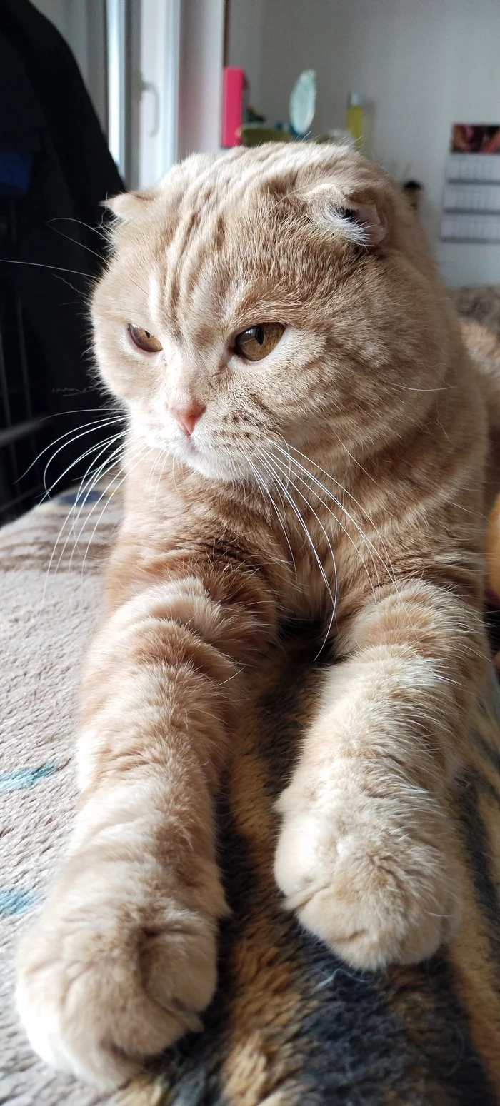 Мой котик - Моё, Кот, Хороший мальчик, Длиннопост
