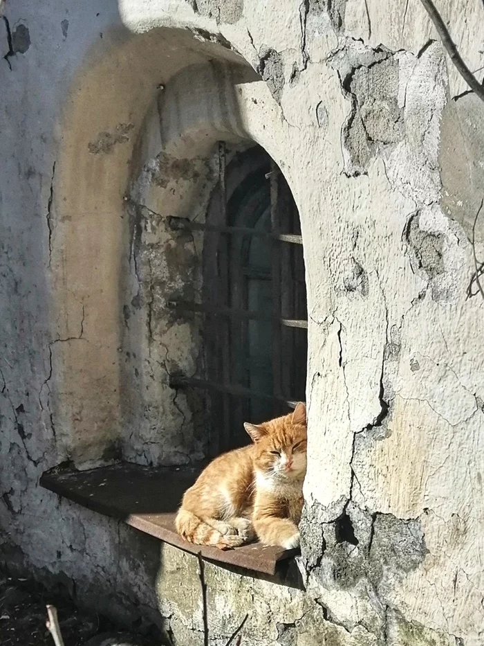 Vyborg spring cat - My, Vyborg, cat