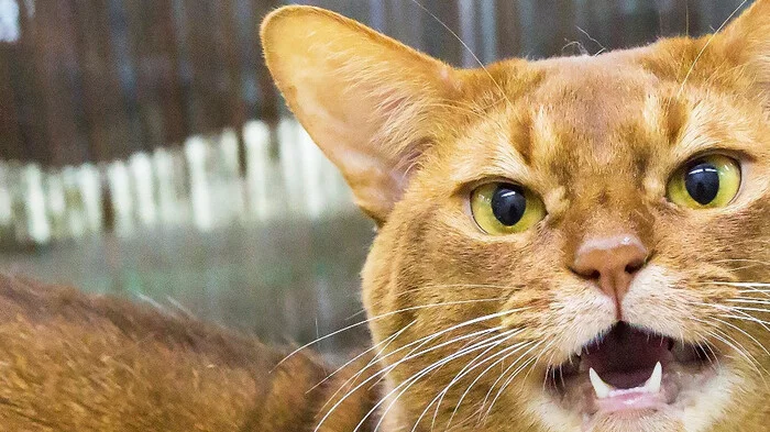 Zoologists for the first time recorded the chirping of a small wild cat - Small cats, Cat family, Wild animals, Predatory animals, Interesting, South America, Rare view, Video, Longpost, Codecode