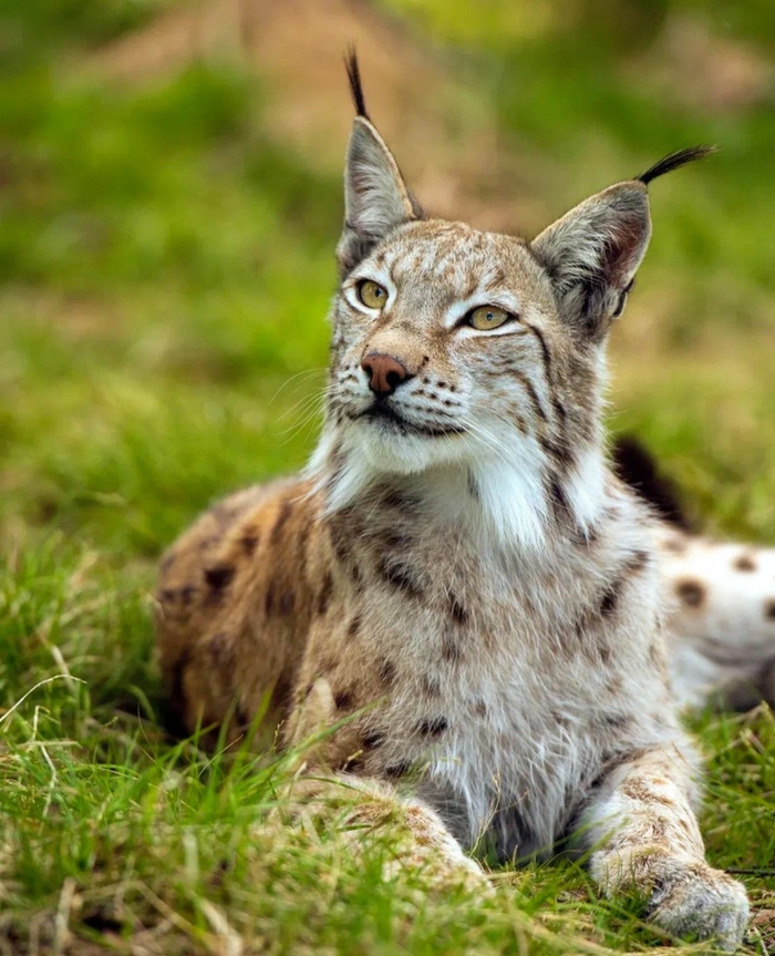 Лесная красавица