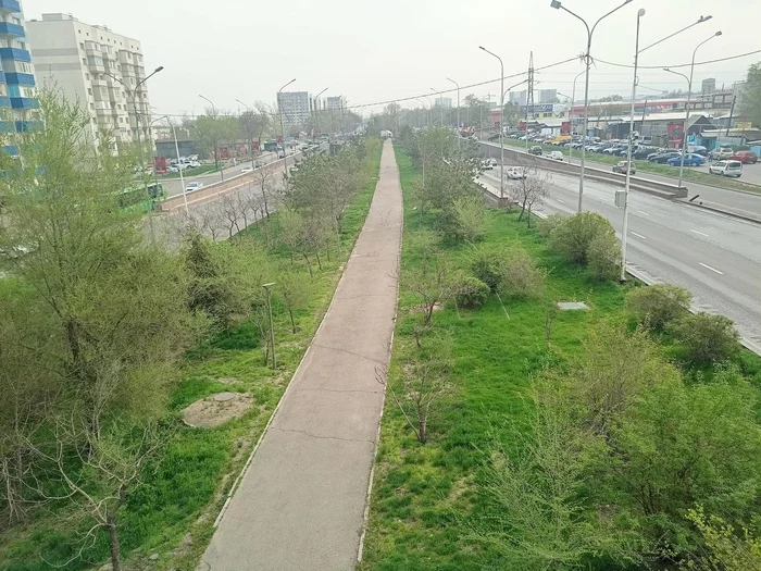 Green minipark between roads - My, Kazakhstan, Almaty, The park, Tree, Spring, The photo