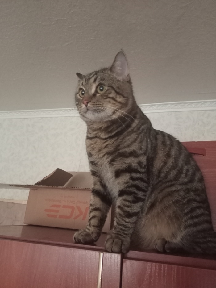 И вот мой Тимофей,злой как сОтОнА